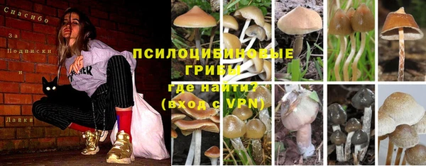 шишки Богородицк